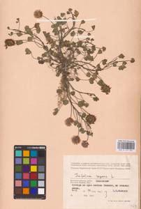 Trifolium repens L., Eastern Europe, Western region (E3) (Russia)