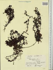 Saxifraga oppositifolia L., Eastern Europe, Northern region (E1) (Russia)