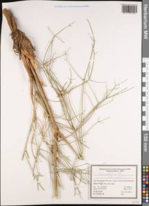 Leutea petiolaris (DC.) Pimenov, South Asia, South Asia (Asia outside ex-Soviet states and Mongolia) (ASIA) (Iran)