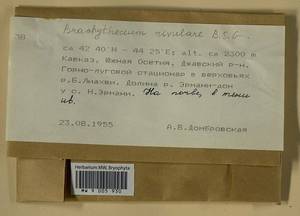 Brachythecium rivulare Schimp., Bryophytes, Bryophytes - Transcaucasia (B13) (South Ossetia)