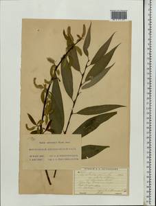 Salix ×rubens Schrank, Eastern Europe, Moscow region (E4a) (Russia)