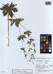 KUZ 000 298, Geranium albiflorum Ledeb., Siberia, Altai & Sayany Mountains (S2) (Russia)