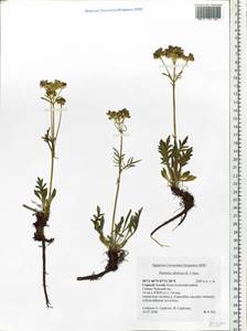 Patrinia sibirica (L.) Juss., Siberia, Altai & Sayany Mountains (S2) (Russia)