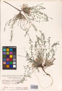 Astragalus dolichophyllus Pall., Eastern Europe, Lower Volga region (E9) (Russia)