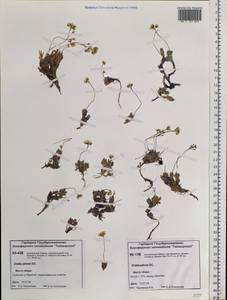 Draba pilosa Adams ex DC., Siberia, Central Siberia (S3) (Russia)