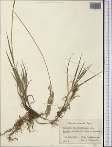 Bromus inermis Leyss., Middle Asia, Northern & Central Kazakhstan (M10) (Kazakhstan)