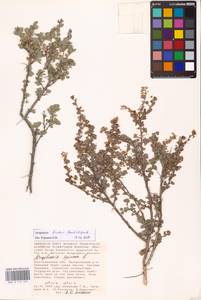 Atraphaxis replicata Lam., Eastern Europe, Lower Volga region (E9) (Russia)