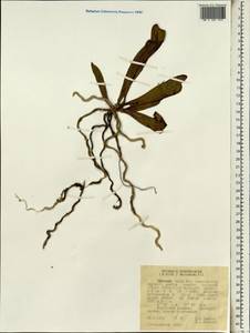 Aerangis brachycarpa (A.Rich.) T.Durand & Schinz, Africa (AFR) (Ethiopia)