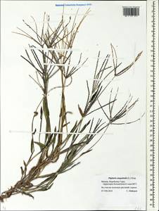 Digitaria sanguinalis (L.) Scop., Eastern Europe, Moscow region (E4a) (Russia)