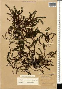 Empetrum nigrum subsp. caucasicum (Juz.) Kuvaev, Caucasus, Stavropol Krai, Karachay-Cherkessia & Kabardino-Balkaria (K1b) (Russia)