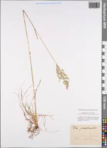Poa pratensis L., Eastern Europe, Central forest-and-steppe region (E6) (Russia)
