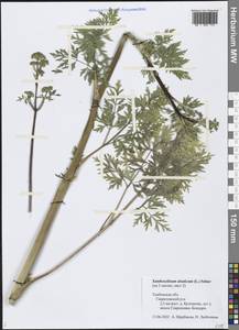 Xanthoselinum alsaticum (L.) Schur, Eastern Europe, Central forest-and-steppe region (E6) (Russia)