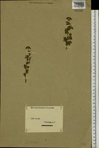 Spiraea trilobata L., Siberia, Western (Kazakhstan) Altai Mountains (S2a) (Kazakhstan)