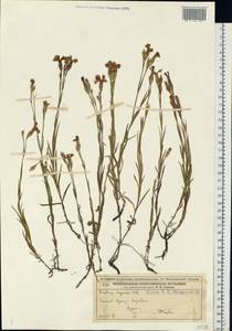 Dianthus caucaseus Sims, Eastern Europe, Volga-Kama region (E7) (Russia)