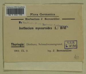 Pseudisothecium myosuroides (Brid.) Grout, Bryophytes, Bryophytes - Western Europe (BEu) (Germany)