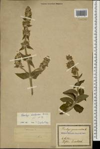 Stachys germanica L., Caucasus, Georgia (K4) (Georgia)