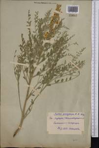 Sophora pachycarpa C.A.Mey., Middle Asia, Syr-Darian deserts & Kyzylkum (M7) (Uzbekistan)