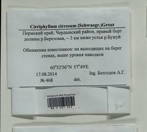 Brachythecium tommasinii (Sendtn. ex Boulay) Ignatov & Huttunen, Bryophytes, Bryophytes - Permsky Krai, Udmurt Republic, Sverdlovsk & Kirov Oblasts (B8) (Russia)