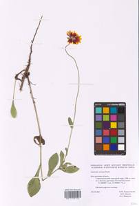 Gaillardia aristata Pursh, Eastern Europe, Central forest-and-steppe region (E6) (Russia)