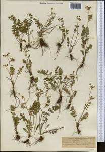 Vicatia coniifolia Wall. ex DC., Middle Asia, Northern & Central Tian Shan (M4) (Kazakhstan)