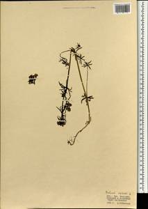 Galium verum L., Mongolia (MONG) (Mongolia)