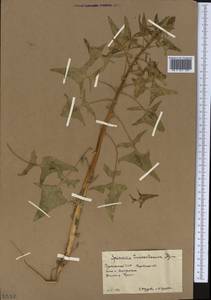 Spinacia oleracea subsp. turkestanica (Iljin) Del Guacchio & P. Caputo, Middle Asia, Karakum (M6) (Turkmenistan)