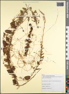 Cuscuta australis subsp. cesatiana (Bertol.) Maire, Caucasus, Krasnodar Krai & Adygea (K1a) (Russia)