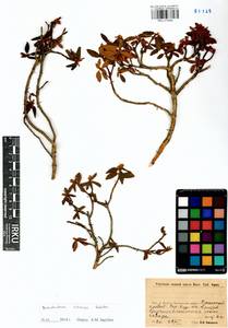 Rhododendron adamsii Rehder, Siberia, Baikal & Transbaikal region (S4) (Russia)