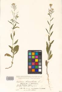 Erysimum cheiranthoides L., Siberia, Russian Far East (S6) (Russia)