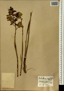 Eulophia cucullata (Afzel. ex Sw.) Steud., Africa (AFR) (Mali)
