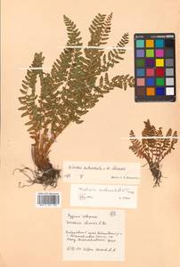 Woodsia ilvensis × polystichoides, Siberia, Russian Far East (S6) (Russia)