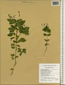 Mercurialis annua L., South Asia, South Asia (Asia outside ex-Soviet states and Mongolia) (ASIA) (Cyprus)