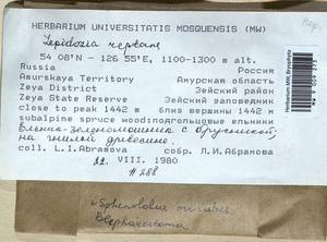 Lepidozia reptans (L.) Dumort., Bryophytes, Bryophytes - Russian Far East (excl. Chukotka & Kamchatka) (B20) (Russia)