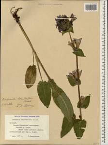 Campanula glomerata subsp. caucasica (Trautv.) Ogan., Caucasus, North Ossetia, Ingushetia & Chechnya (K1c) (Russia)