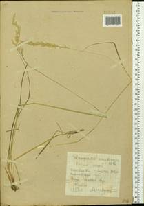 Calamagrostis arundinacea (L.) Roth, Siberia, Altai & Sayany Mountains (S2) (Russia)
