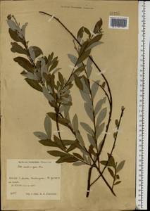 Salix aurita × rosmarinifolia, Eastern Europe, Central region (E4) (Russia)