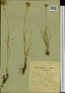 Allium angulosum L., Siberia, Western Siberia (S1) (Russia)