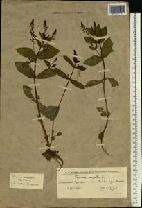 Veronica anagallis-aquatica L., Eastern Europe, Lower Volga region (E9) (Russia)
