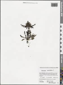 Pedicularis verticillata L., Siberia, Baikal & Transbaikal region (S4) (Russia)