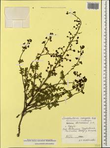Scrophularia variegata M. Bieb., Caucasus, Dagestan (K2) (Russia)