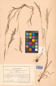 Agrostis stolonifera L., Siberia, Russian Far East (S6) (Russia)