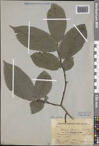 Ulmus glabra Huds., Caucasus, Stavropol Krai, Karachay-Cherkessia & Kabardino-Balkaria (K1b) (Russia)