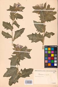 MHA 0 158 628, Hyoscyamus niger L., Eastern Europe, Lower Volga region (E9) (Russia)