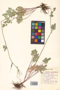 Thalictrum petaloideum L., Siberia, Russian Far East (S6) (Russia)