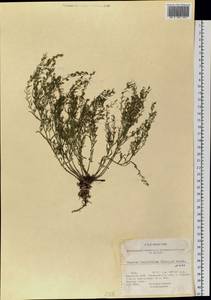 Thesium longifolium Turcz., Siberia, Baikal & Transbaikal region (S4) (Russia)