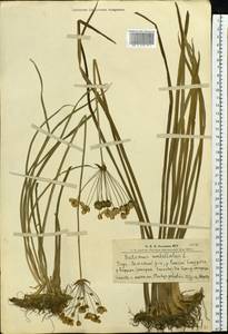 Butomus umbellatus L., Siberia, Altai & Sayany Mountains (S2) (Russia)