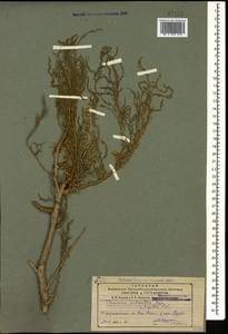 Tamarix octandra (M.B.) Bunge, Caucasus, Azerbaijan (K6) (Azerbaijan)