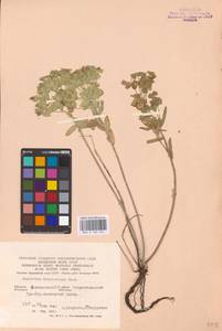 Euphorbia seguieriana Neck., Eastern Europe, Eastern region (E10) (Russia)