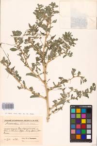 Amaranthus blitoides S. Watson, Middle Asia, Caspian Ustyurt & Northern Aralia (M8) (Kazakhstan)