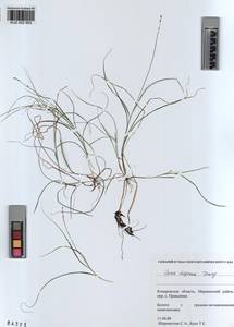 KUZ 002 953, Carex disperma Dewey, Siberia, Altai & Sayany Mountains (S2) (Russia)